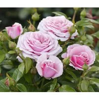Dehner Rose Edelrose Pacific Blue®, 20-30 cm, duftende fliederblaue Blüten, Züchter Tantau