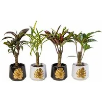 meinvipshop Zimmerpflanze 4er Set Wunderstrauch im Übertopf Codiaeum variegatum