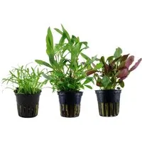 Aquaone Wasserpflanze Pflanzen Set mit 3 Einsteiger Wasserpflanzen Nr.128