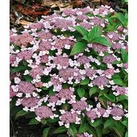 BALDUR Garten Zierstrauch Zwerg-Hortensie 'Lace Delight', 1 St., Tellerhortensien, reichblühend, winterhart, mehrjährig