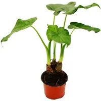 Exotenherz Zimmerpflanze Alocasia cucullata 12cm - Elefantenohr Höhe 25cm-30cm