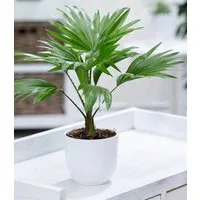 BALDUR Garten Zimmerpflanze Palme 'Livistona Rotundifolia', 1 St., Zimmerpflanze