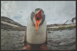 Fussmatte Pinguin 4810 | Größe: 60 cm x 45 cm