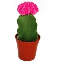 Exotenherz Kaktus Gymnocalycium mihanovichii - Erdbeerkaktus - rosa - 5,5cm Topf
