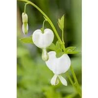 Pflanzen für Dich Staude Dicentra spectabilis Alba, 1 St., Tränendes Herz, Weißes Tränendes Herz