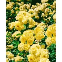 Pflanzen für Dich Rose Rosa Golden Border