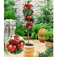 BALDUR Garten Obstpflanze Befruchtersorte Apfel 'Gala', 1 St., Spalier, ertragreich, winterhart, mehrjährig, pflegeleicht