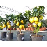 gruenwaren jakubik Zitronenbaum beste Sorte: Bonsai Meyer Meyerii Zitrone Zitronenbaum 60 – 70 cm