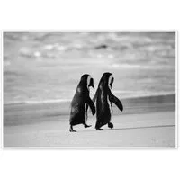 Posterlounge Wandbild Pinguine gehen Hand in Hand, Stuart Westmorland, erhältlich als Poster, Leinwandbild, Wandsticker oder Acrylglasbild
