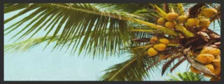 Küchenteppich Palme 4370 | Größe: 75 cm x 120 cm