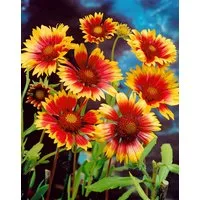 Pflanzen für Dich Staude Gaillardia grand. Bremen, 1 St., Kokardenblume