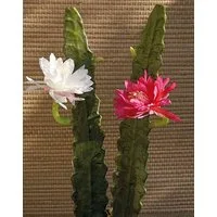 Kunstkaktus Kunst Kaktus Königin der Nacht Domenica, Blüte, weiß, 50cm Königin der Nacht Kaktus, artplants, Höhe 50.0 cm