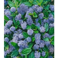BALDUR Garten Zierstrauch Blauer Ceanothus 'Blue Mound', 1 St., Schmetterlinge, immergrün, winterhart, pflegeleicht