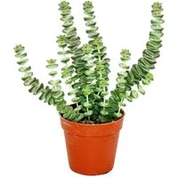 Exotenherz Kaktus Sukkulente - Crassula Hottentot - Felsen-Dickblatt - im 8,5cm Topf