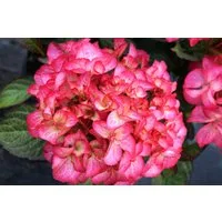 Garten von Ehren Zierstrauch Hydrangea saxon Gräfin Cosel Containerware 40-60 cm hoch