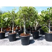 gruenwaren jakubik Feigenbaum Feigenbaum - hell dunkel - 1 Topf, Obstbaum, winterhart, Ficus Carica
