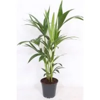meinvipshop Zimmerpflanze Palme Howea forsteriana Kentia 80cm