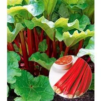 BALDUR Garten Obstpflanze Immertragender Rhabarber 'Livingstone', 1 St., Rabarber, essbar, winterhart, mehrjährig, pflegeleicht