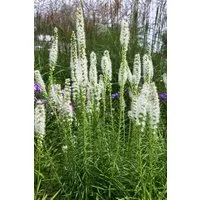 Pflanzen für Dich Staude Liatris spic. Floristan Weiß, 1 St., Prachtscharte, Ährige Prachtscharte