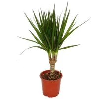 Exotenherz Zimmerpflanze Drachenbaum Dracaena marginata pflegeleichte Zimmerpflanze - Palme