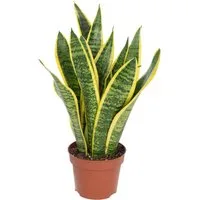 Flowerbox Zimmerpflanze Bogenhanf - Sansevieria trifasciata, pflegeleicht - Höhe ca. 35 cm, Topf-Ø 12 cm
