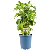 Pflanzen für Dich Staude Stevia rebaudiane, 1 St., Stevia, Süßkraut, Honigkraut