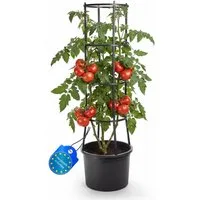 BigDean Pflanzkübel Tomatentopf mit Rankhilfe XL (Set, 1 St., Tomatentopf + Rankhilfe), Integrierter Wasserspeicher, Modulares Rankgitter, Wiederverwendbar