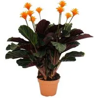 Exotenherz Zimmerpflanze Schattenpflanze mit leuchtenden Blüten - Calathea crocata - 14cm Topf