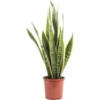 Flowerbox Zimmerpflanze Bogenhanf - Sansevieria trifasciata Laurentii, pflegeleicht - Höhe ca. 45 cm, Topf-Ø 14 cm