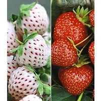 BALDUR Garten Obstpflanze Erdbeer-Raritäten-Kollektion 'Sengana® Selektion & Natural White', 9 St., Selbstbefruchtend, winterhart, mehrjährig, pflegeleicht, robust