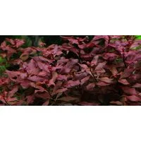 Aquaone Wasserpflanze Aquarium Pflanze Ludwigia palustris Nr.335B