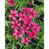 Pflanzen für Dich Bodendecker Phlox subulata Scarlet Flame, 1 St., Polster-Phlox, Teppich-Phlox, Moos-Phlox, karminrot, teppichbildend