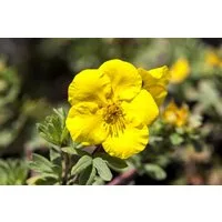 Pflanzen für Dich Bodendecker Potentilla Goldfinger, 1 St., Fingerstrauch, Fünffingerstrauch, gelbblühend, kompaktwüchsig