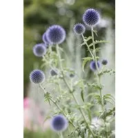 Pflanzen für Dich Staude Echinops ritro, 1 St., Kugeldistel, Ruthenische Kugeldistel