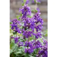 Pflanzen für Dich Staude Nepeta rac. Superba, 1 St., Katzenminze, Blaue Katzenminze