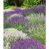 BALDUR Garten Staude 6er Lavendel-Mix 'Weiß & Blau', 6 St., Bienenfreundlich, winterhart, mehrjährig, duftend, pflegeleicht