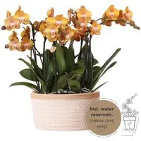 Exotenherz Zimmerpflanze orange Orchideen-Set Baumwollkorb inkl. Wassertank drei Orchideen 12cm