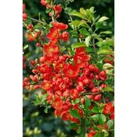 Pflanzen für Dich Gehölze Chaenomeles jap. Cido Red, 1 St., Japanische Zierquitte, Zierquitte
