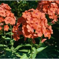 Pflanzen für Dich Staude Phlox Orange Perfection, 1 St., Hoher Staudenphlox, Flammenblume