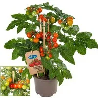 Exotenherz Gemüsepflanze Kirschtomate Cherrytomate Pflanze mit vielen Früchten 14cm Topf