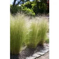 Pflanzen für Dich Gräser Stipa tenuissima Ponytails, 1 St., Mexikanisches Federgras, Engelshaargras, feinblättrig, windbewegend