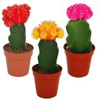 Exotenherz Kaktus 3 verschieden-farbige veredelte Kakteen Set, 5,5cm Topf 10-12cm hoch