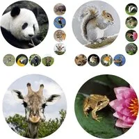 LK Trend & Style Sticker Tolle Sticker Waldtiere und Wildtiere als Aufkleber versch. Sets, (Selbstklebende Tiersticker 19mm Durchmesser 2-tlg), z.B. Schulmäppchen -Hefte, Handy, Laptop, Möbel, etc...