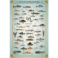 Poster Educational - Bildung - Poster - Süsswasserfische