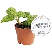 Exotenherz Zimmerpflanze Juwelorchidee Macodes petola Emerald Mini-Erdorchidee 6cm Topf
