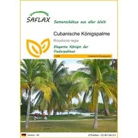 SAFLAX Blumensamen SAFLAX - Samen - Cubanische Königspalme