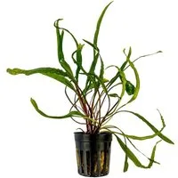 Aquaone Wasserpflanze Aquarium Pflanze Cryptocoryne balansae Topf Nr.309B