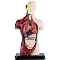 Jumpeak Modellbausatz Anatomie Modell Torso,Detaillierter menschlicher Körper aus PVC, mit entnehmbaren Organen für Schule,Anatomie-Trainingl,Lehrmodel