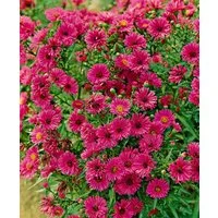 Pflanzen für Dich Staude Aster novae-ang. Rubinschatz, 1 St., Raublatt-Aster, Herbstaster