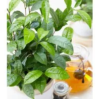 BALDUR Garten Zimmerpflanze Winterharte Teepflanze, 1 St., Camellia, winterhart, mehrjährig, pflegeleicht, kübelgeeignet